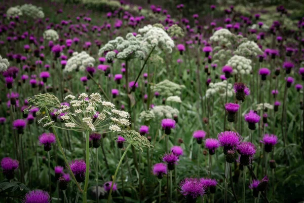 Wild Meadow Iceland Full Blooming Purple Thistle White Angelica Archangelica — Stock Photo, Image