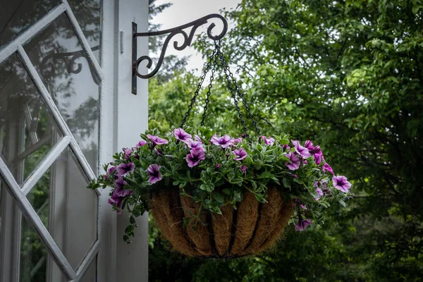 Фіолетові Квіти Плетеному Кошику Висять Білих Дерев Яних Дверях Рустикальний — стокове фото