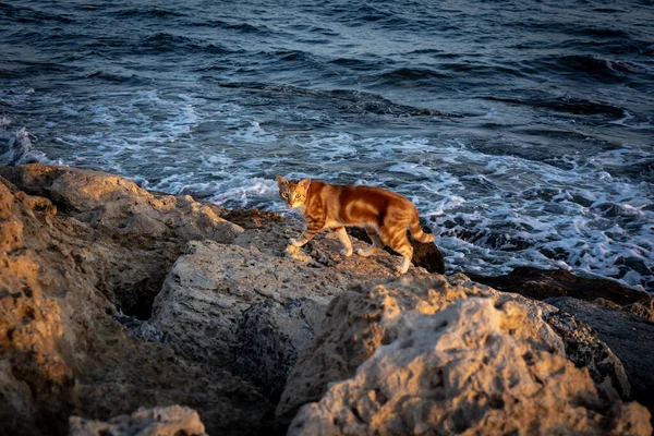 Eine Rote Katze Die Bei Sonnenuntergang Auf Den Felsen Meer — Stockfoto