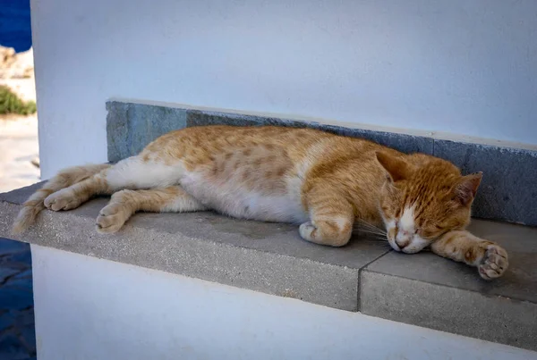 塞浦路斯Ayia Napa 一只红白相间的猫睡在白墙下的石凳上 — 图库照片
