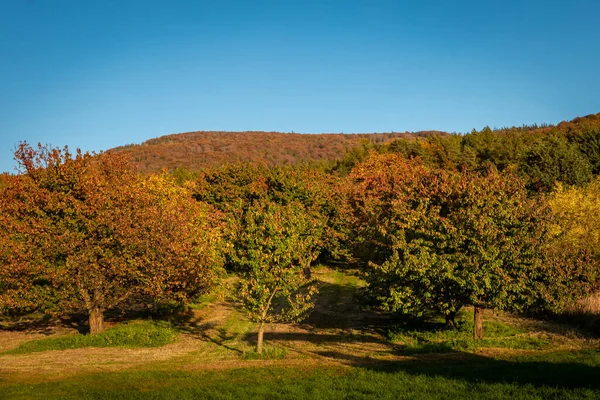 Jesienny Zachód Słońca Górą Sleza Polska Kolorowe Liście Drzewach — Zdjęcie stockowe