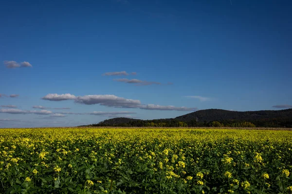 View Sleza Mountain Poland Countryside Landscape Yellow Canola Field Blue — Stock Photo, Image