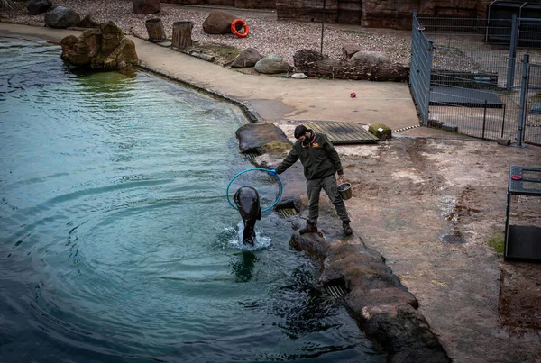 Wroclaw Poland February 2023 Zookeeper Training Young African Fur Seal — Stock Photo, Image