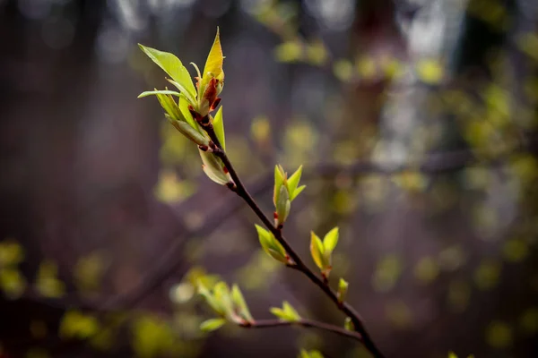背景がぼやけている緑色の葉の芽を持つ木の枝 — ストック写真