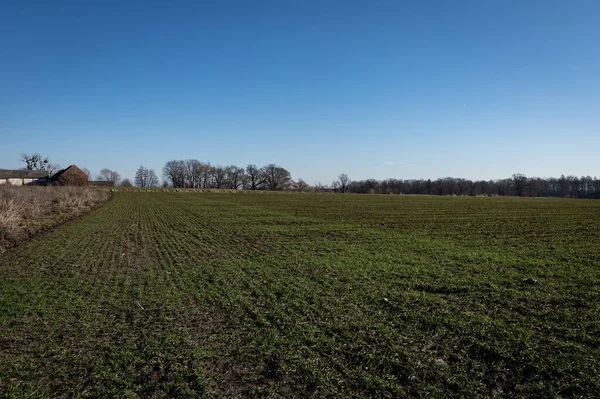Grønn Jordbruksmark Våren Polen Blå Himmel Solrik Dag – stockfoto