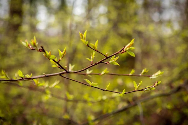 背景がぼやけている緑色の葉の芽を持つ木の枝 — ストック写真