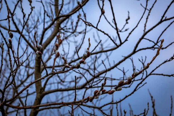 Ветви Ивы Кексами Голубом Фоне Неба — стоковое фото