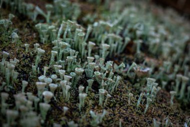 Trompet fincanı liken (Cladonia fimbrata) yakın plan fotoğraf.