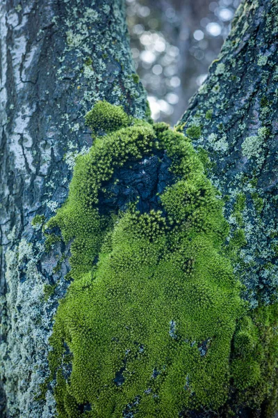 Зеленый Кусок Мха Растущий Стволе Дерева — стоковое фото