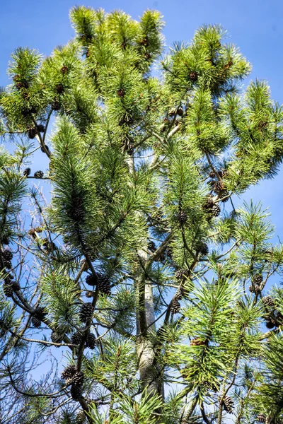 Mavi Gökyüzüne Karşı Kozalaklı Genç Çam Ağacı — Stok fotoğraf