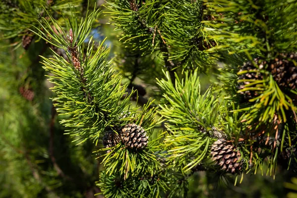 緑の松の木の枝に円錐形 青緑色の背景 — ストック写真