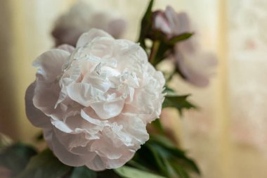 Çiçek açan beyaz şakayığın (Paeonia sp) yakın çekimi. 