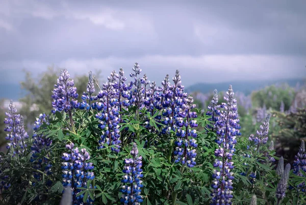 Purple Lupine Flowers Lupinus Polyphyllus Blooming Mountains Iceland Cloudy Sky — Stock Photo, Image