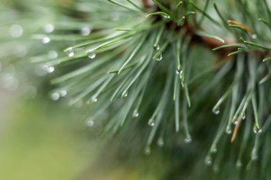 Çam ağacının dalına yakın çekim yağmur damlaları. Arka plan bulanık. Yağmurlu bir günün kasvetli atmosferi. 