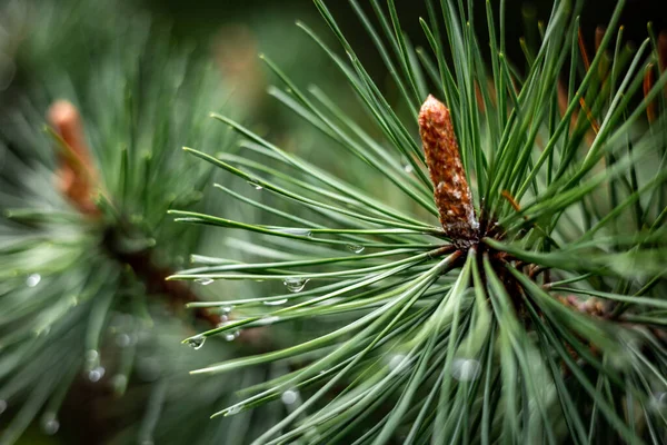 소나무가지에 빗방울을 가까이 내리고 흐릿하다 비오는 분위기 — 스톡 사진