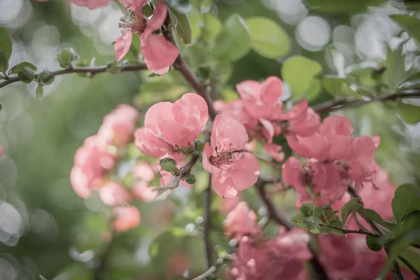 Primavera Sfondo Con Rosa Giapponese Fiori Mela Cotogna Fiore — Foto Stock