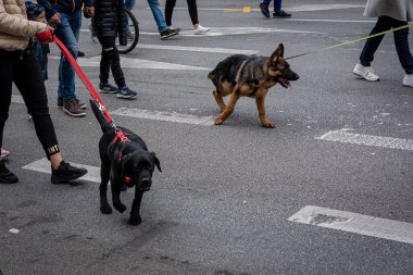Wroclaw, Polonya - 19 Eylül 2021: Köpekler tasmalı ve sahipleri Wroclaw şehir merkezinde bir köpek geçit töreninde. 