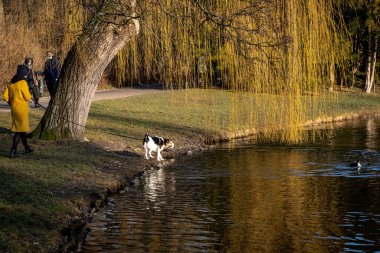 Wroclaw, Polonya - 02 Mart 2021: teriyer köpek tasmalı, göletteki ördekleri izliyor. Baharda Poudniowy Parkı. 