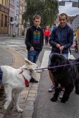 Wroclaw, Polonya - 19 Eylül 2021: Köpekler tasmalı ve sahipleri Wroclaw şehir merkezinde bir köpek geçit töreninde. 