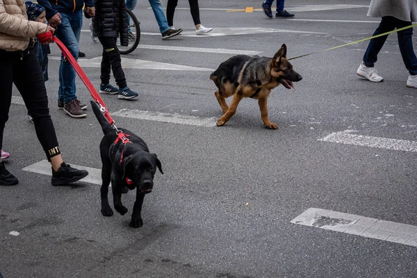 stock image Wroclaw, Poland - September 19, 2021:Dogs on the leash and their owners during a dog parade in Wroclaw downtown. 