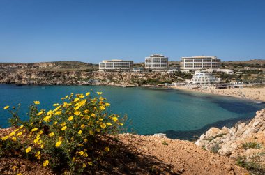 Golden Beach, Malta - 18 Nisan 2023: sahilde üç büyük otel. Turkuaz su, ilkbahar sarı çiçekleri ön planda. 