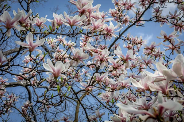 Růžové Květy Kvetoucí Magnólie Strom Jaře — Stock fotografie