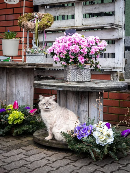 Fehér Macska Asztal Alatt Virágok Között Kívül Virágüzlet — Stock Fotó