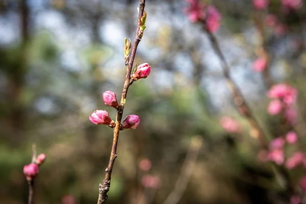 Jablečná Větev Růžovými Poupaty Jaře — Stock fotografie
