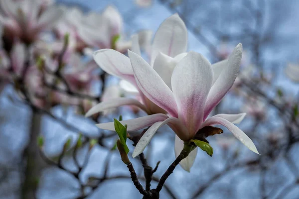 Primo Piano Fiore Magnolia Rosa Che Sboccia Sull Albero Primavera — Foto Stock