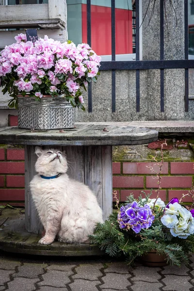 Çiçekçinin Önündeki Çiçeklerin Arasında Masanın Altında Oturan Beyaz Kedi — Stok fotoğraf