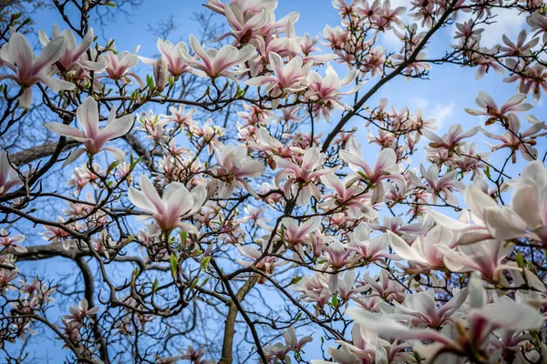 Fiori Rosa Albero Magnolia Fiorito Primavera — Foto Stock