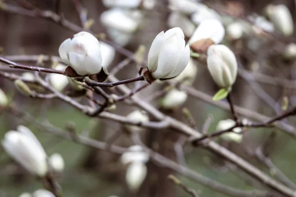 Gemme Fiori Bianchi Albero Magnolia Primavera — Foto Stock