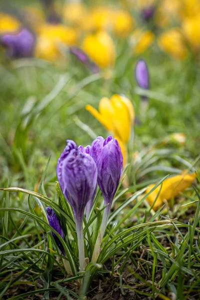 Szczelnie Purpurowe Żółte Kwiaty Krokusa Szafranu Kwitnące Wiosną — Zdjęcie stockowe