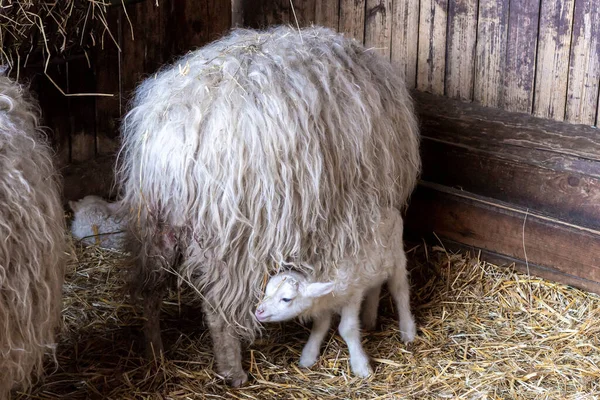 Aranyos Újszülött Fehér Bárány Anyjával Pajtában Szénán — Stock Fotó