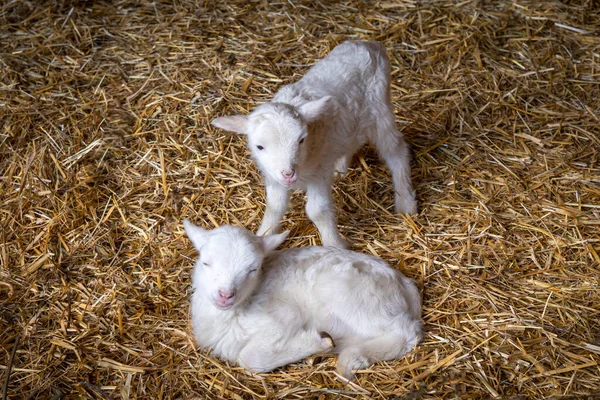 Két Aranyos Újszülött Fehér Bárány Egy Szénán — Stock Fotó