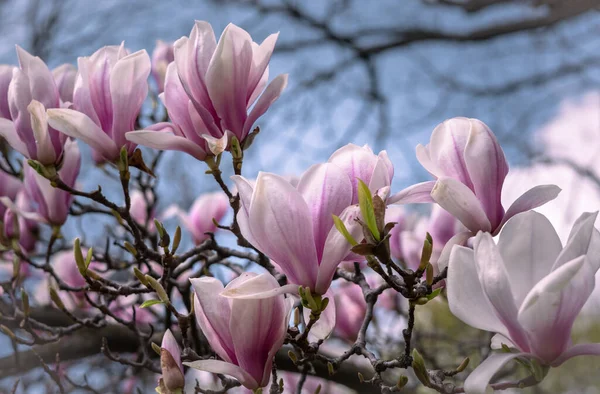 Růžové Květy Kvetoucí Magnólie Strom Jaře — Stock fotografie