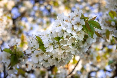 İlkbaharda açan kiraz ağacında beyaz çiçekler. 