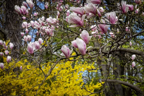 Kvetoucí Růžový Magnólie Strom Žlutý Forsythia Keř Parku Jaře — Stock fotografie