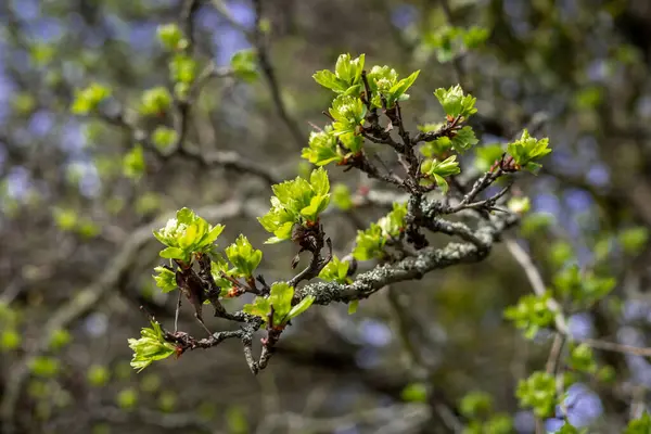 春に緑色のサンザシの葉の芽 ぼやけた背景 — ストック写真