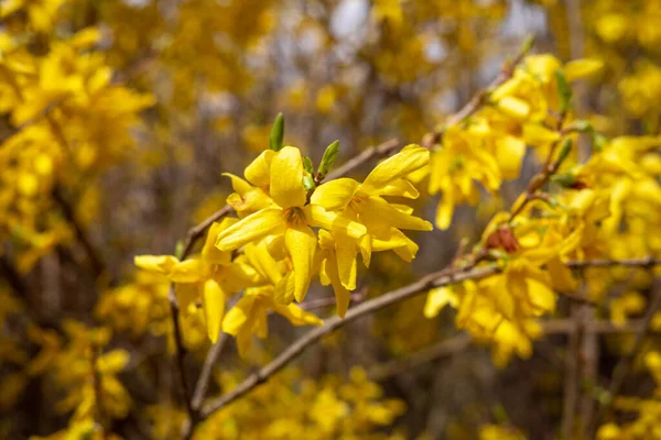 Kvetoucí Žlutá Forsythia Rostlina Jako Jarní Pozadí — Stock fotografie