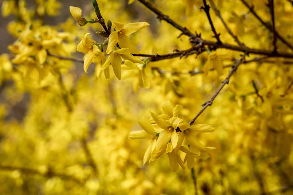 Blommande Gul Forsythia Växt Som Våren Bakgrund — Stockfoto