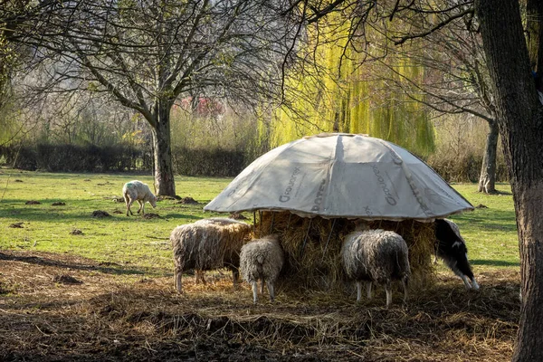 Sulistrowice Poland April 2023 Flock Sheep Eating Hay Feeding Rack — Stock Photo, Image