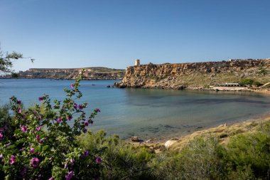 Malta, Golden Beach 'teki Akdeniz sahili manzarası. Turkuaz su, ilkbahar çiçekleri ön planda. 