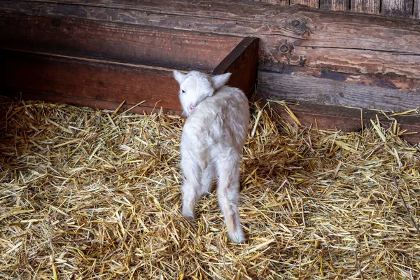 Aranyos Újszülött Fehér Bárány Szénán Pajtában — Stock Fotó