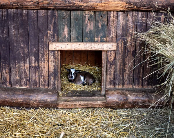 Une Chèvre Brune Couchée Sur Foin Dans Une Grange Bois — Photo