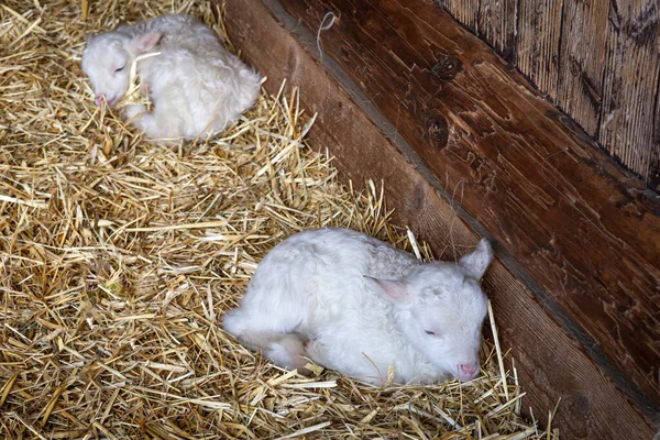 Két Aranyos Újszülött Fehér Bárány Szénán Pajtában — Stock Fotó