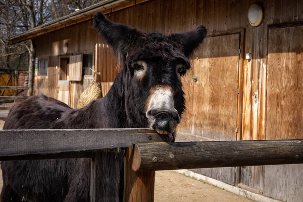一头黑驴在一个木制马厩前的栅栏前 — 图库照片