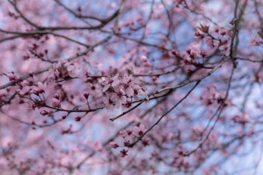Mavi arkaplanda çiçek açan kiraz ağacı (Prunus cerasifera).. 