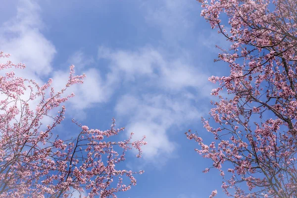 Pink flowers of blossoming cherry plum tree (Prunus cerasifera) on blue sky background.
