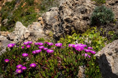 Bir domuz suratlının pembe çiçekleri (carpobrotus edulis), Akdeniz sulu bitkisi. 